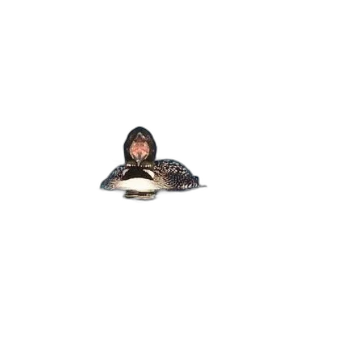 animal, hat, jacket, creature transparent PNG cut-out