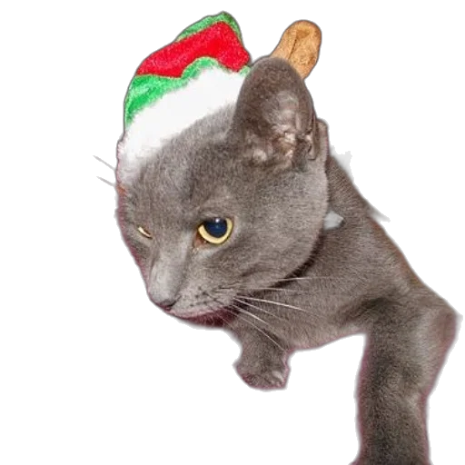 hat, staff, animal, creature transparent PNG cut-out