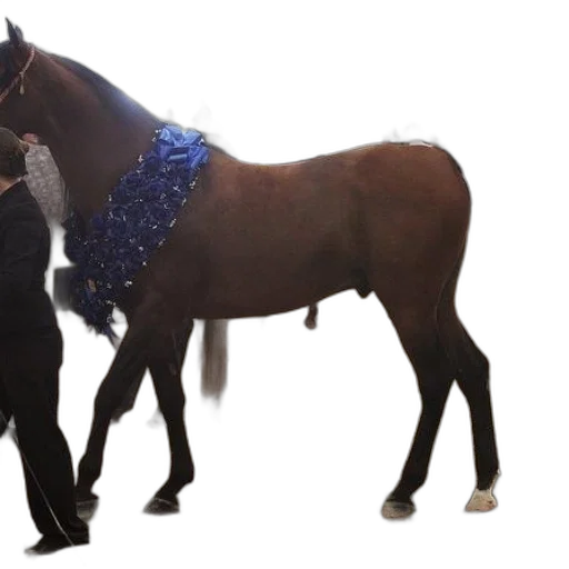 staff, brown, horse, blue transparent PNG cut-out
