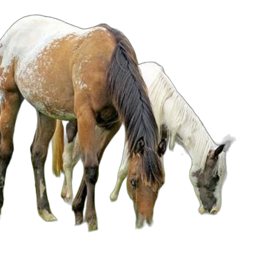 animal, creature, hair, crown transparent PNG cut-out