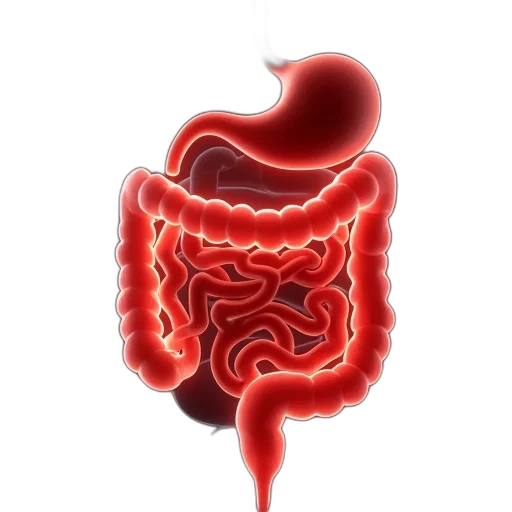 food, image, showing, symptoms transparent PNG cut-out