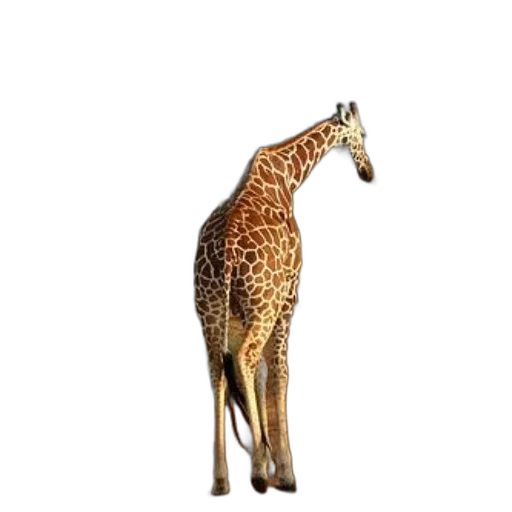 animal, creature, staff, furniture transparent PNG cut-out