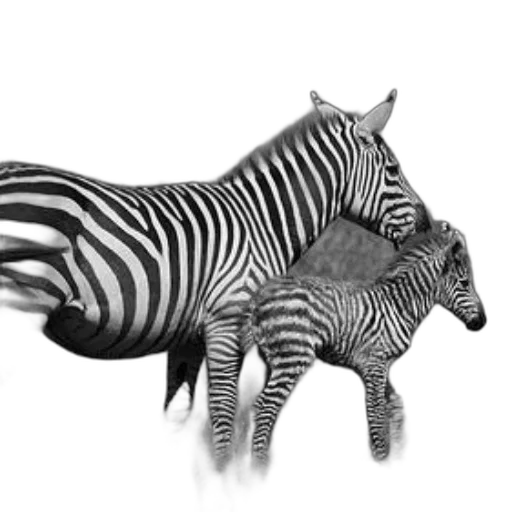 animal, creature, jewelry, furniture transparent PNG cut-out