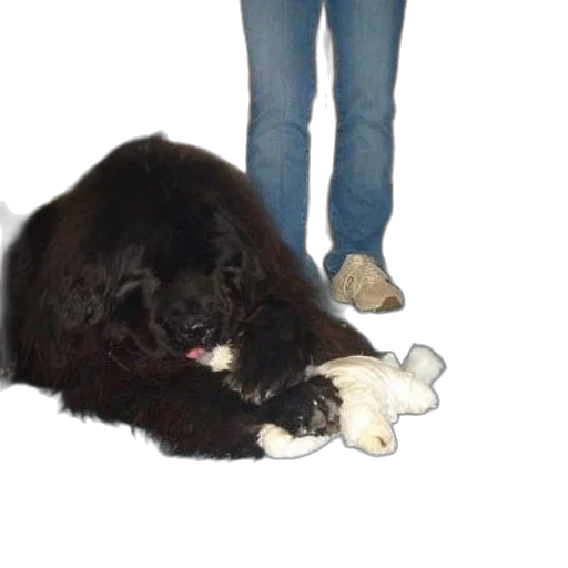 animal, staff, creature, weapon transparent PNG cut-out