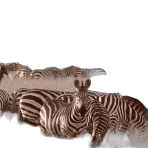 animal, hair, creature, furniture transparent PNG cut-out