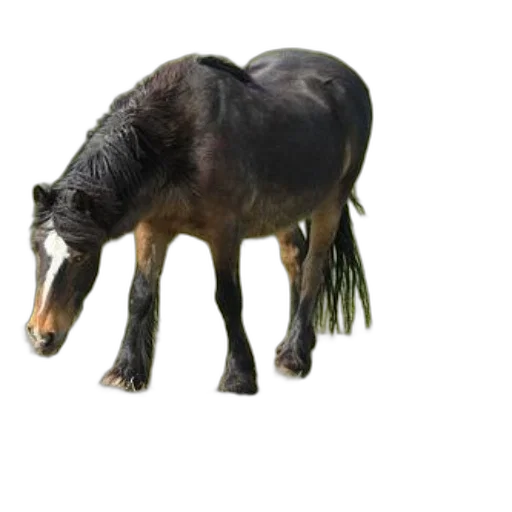 animal, creature, staff, hair transparent PNG cut-out