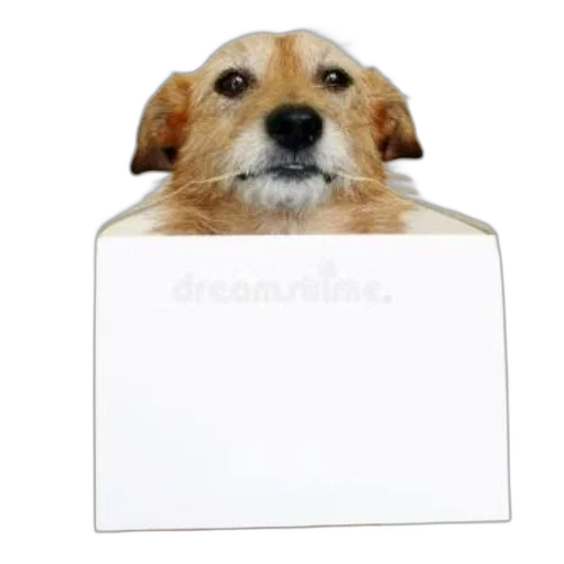 animal, creature, staff, food transparent PNG cut-out