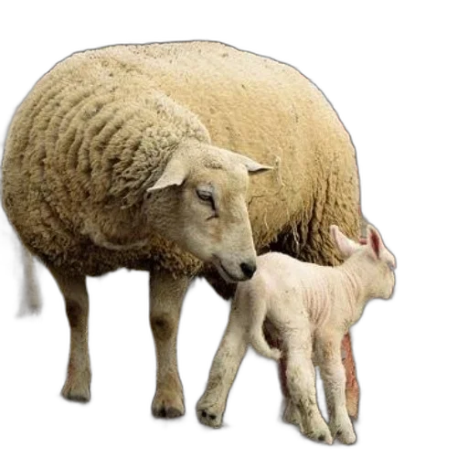 animal, weapon, photorealistic, mother transparent PNG cut-out