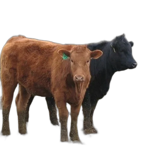animal, photorealistic, 3d render, two transparent PNG cut-out