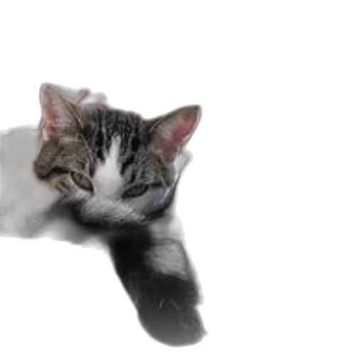 animal, staff, creature, shoes transparent PNG cut-out