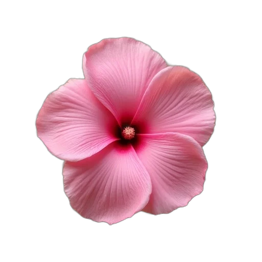 flower, crown, jewelry, hat transparent PNG cut-out