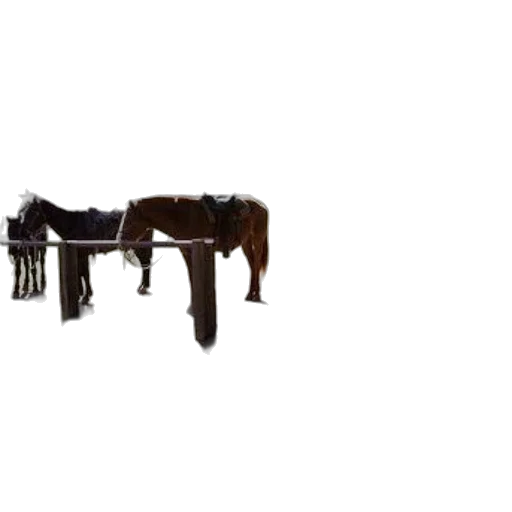 furniture, staff, animal, weapon transparent PNG cut-out