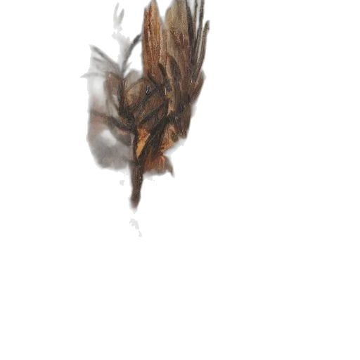 hair, dragon, creature, crown transparent PNG cut-out
