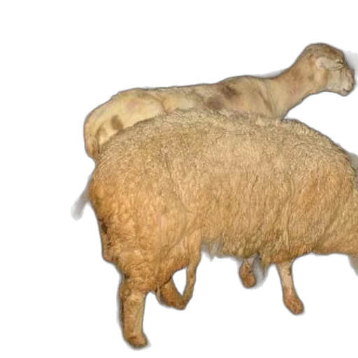 animal, food, creature, hat transparent PNG cut-out