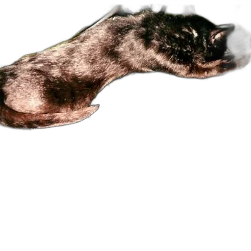 animal, hair, staff, creature transparent PNG cut-out