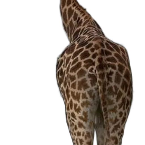 animal, creature, staff, shoes transparent PNG cut-out