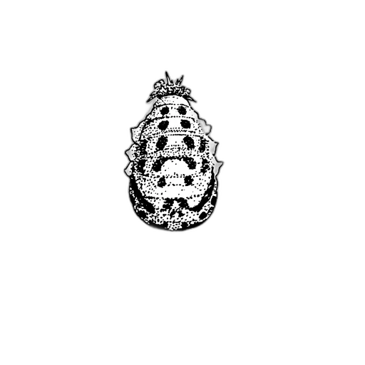 crown, jewelry, hat, jacket transparent PNG cut-out
