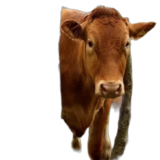 animal, food, creature, face transparent PNG cut-out