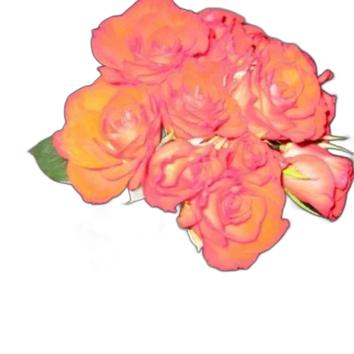 flower, crown, face, jewelry transparent PNG cut-out
