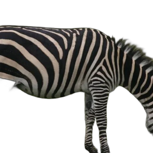 animal, creature, hat, staff transparent PNG cut-out