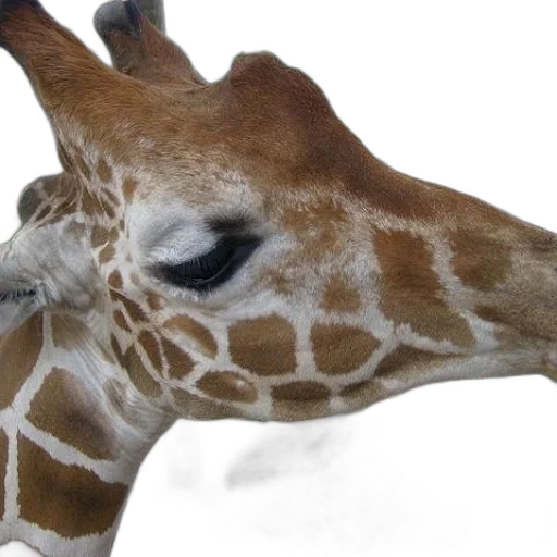 animal, creature, face, staff transparent PNG cut-out