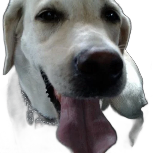 animal, creature, staff, face transparent PNG cut-out