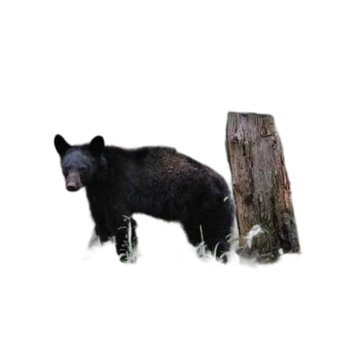 animal, creature, furniture, staff transparent PNG cut-out