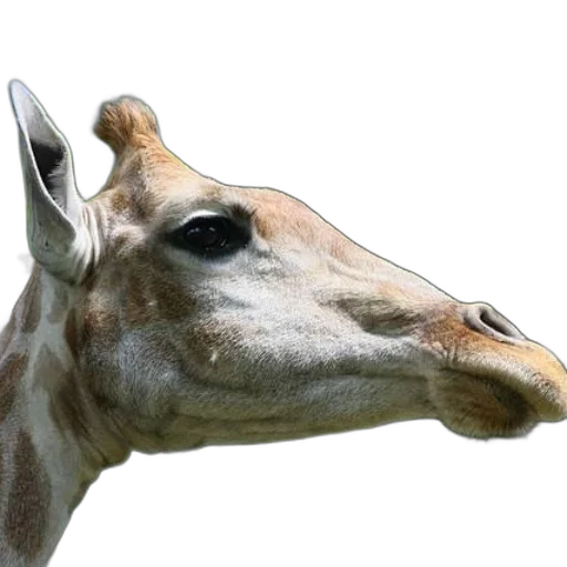 animal, face, creature, staff transparent PNG cut-out