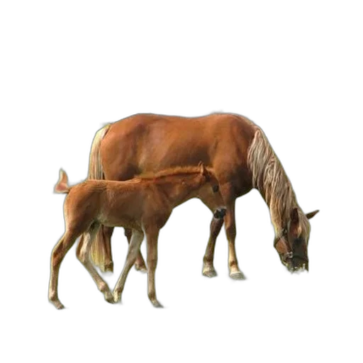 animal, creature, hair, hat transparent PNG cut-out