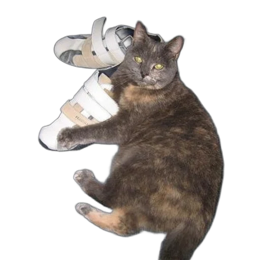 shoes, animal, creature, staff transparent PNG cut-out