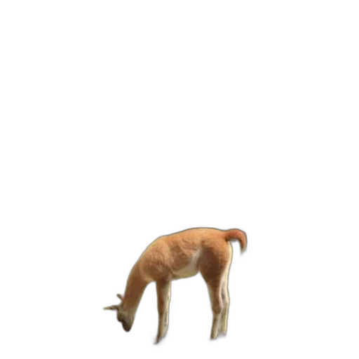 animal, creature, furniture, staff transparent PNG cut-out