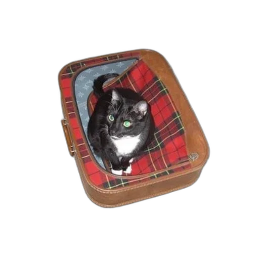 animal, jacket, jewelry, furniture transparent PNG cut-out