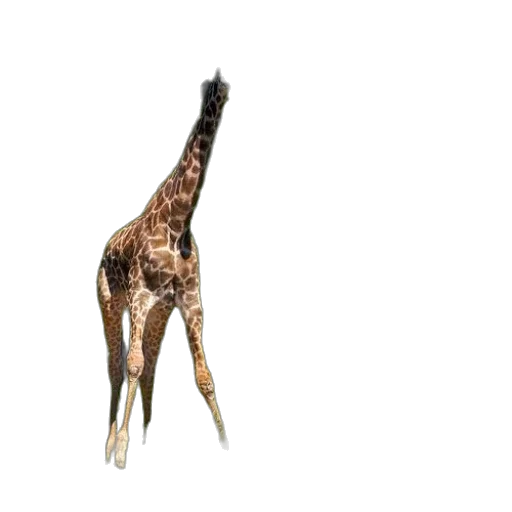 animal, creature, staff, weapon transparent PNG cut-out