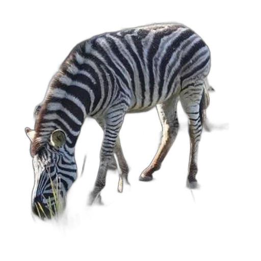 animal, creature, staff, dragon transparent PNG cut-out