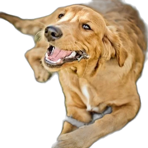 animal, creature, staff, face transparent PNG cut-out