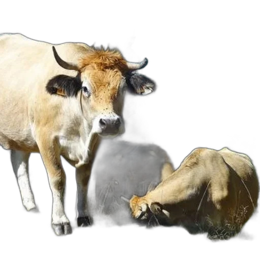 animal, photorealistic, concept art, oil painting transparent PNG cut-out