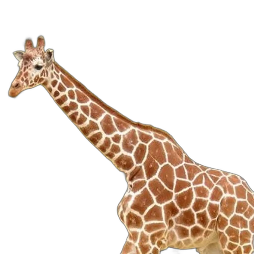 animal, creature, staff, hat transparent PNG cut-out