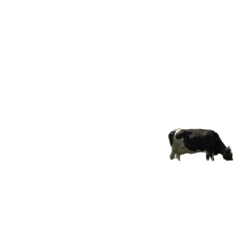 animal, creature, food, car transparent PNG cut-out