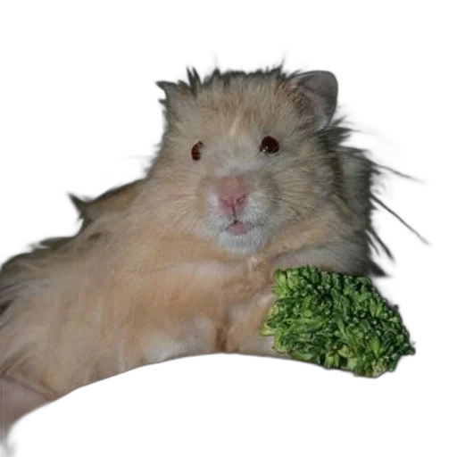 animal, food, creature, hair transparent PNG cut-out