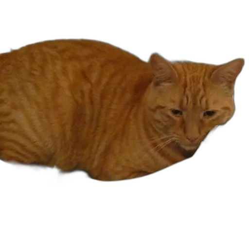 animal, creature, staff, food transparent PNG cut-out