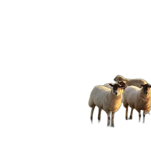 animal, food, hat, hair transparent PNG cut-out