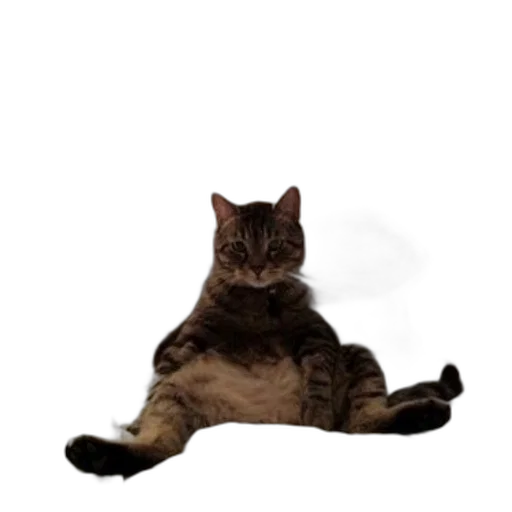 animal, creature, staff, robot transparent PNG cut-out