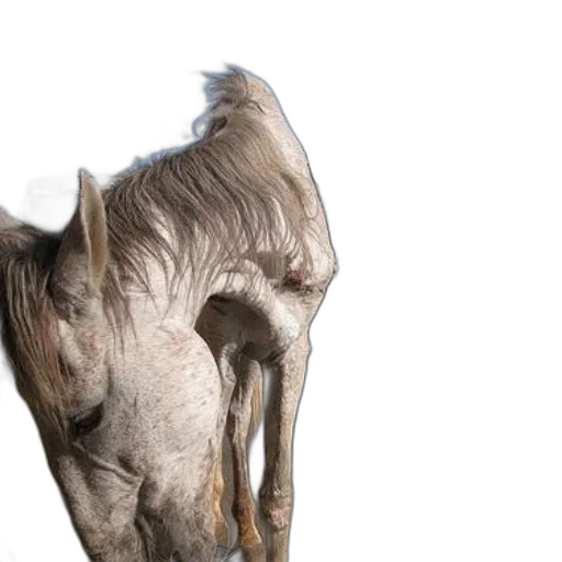 animal, hair, creature, face transparent PNG cut-out