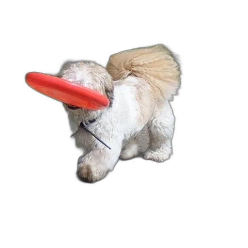 animal, hat, staff, creature transparent PNG cut-out