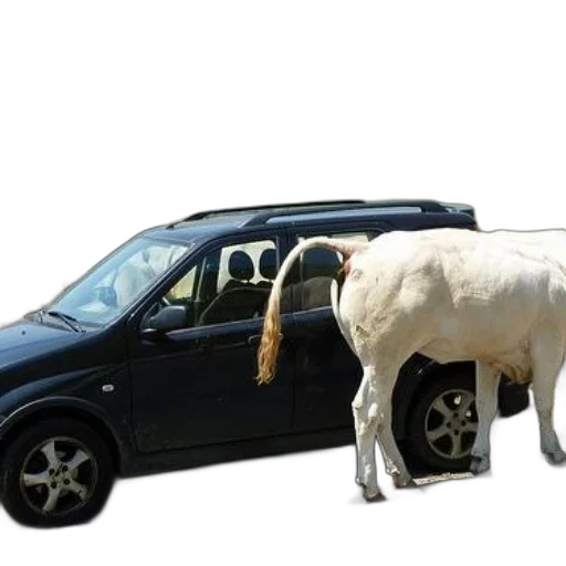 car, animal, creature, weapon transparent PNG cut-out