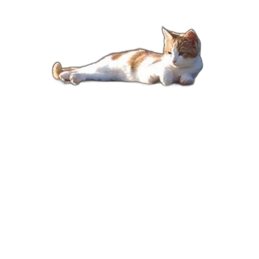 staff, animal, creature, shoes transparent PNG cut-out
