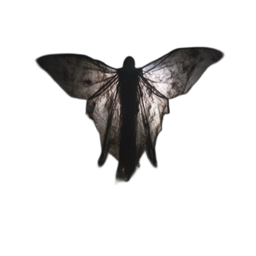 animal, crown, creature, umbrella transparent PNG cut-out