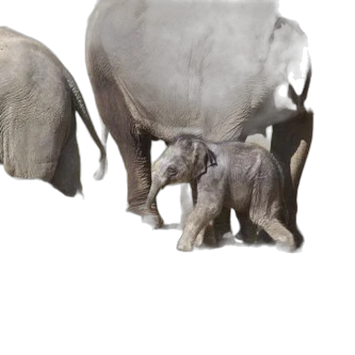 animal, creature, weapon, mask transparent PNG cut-out