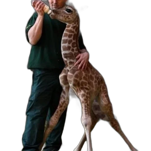 staff, animal, creature, concept art transparent PNG cut-out