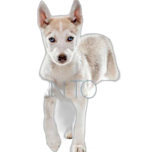 staff, animal, photorealistic, 3d render transparent PNG cut-out